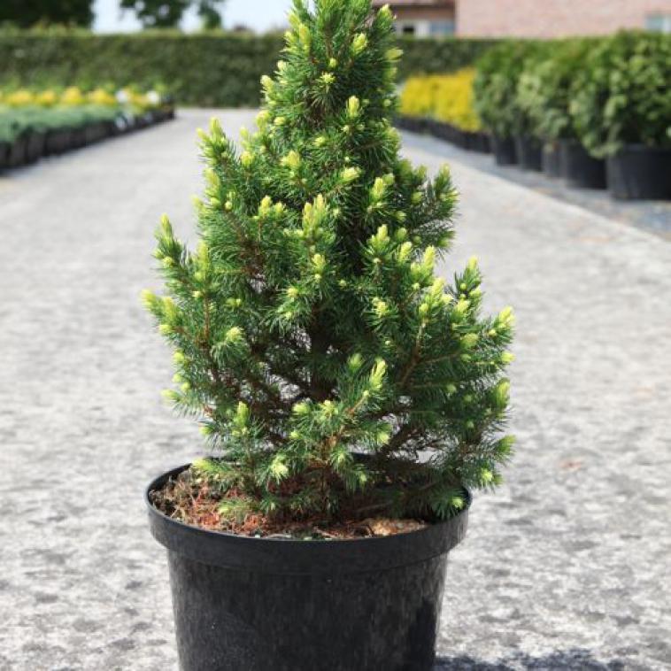 Pinus mugo 'Heideperle' - Immergrun / Garden Center Eshop - photo 9