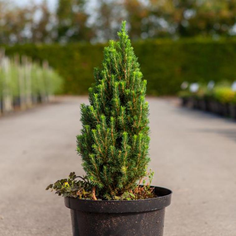 Picea abies 'Nidiformis' - Immergrun / Garden Center Eshop - photo 11
