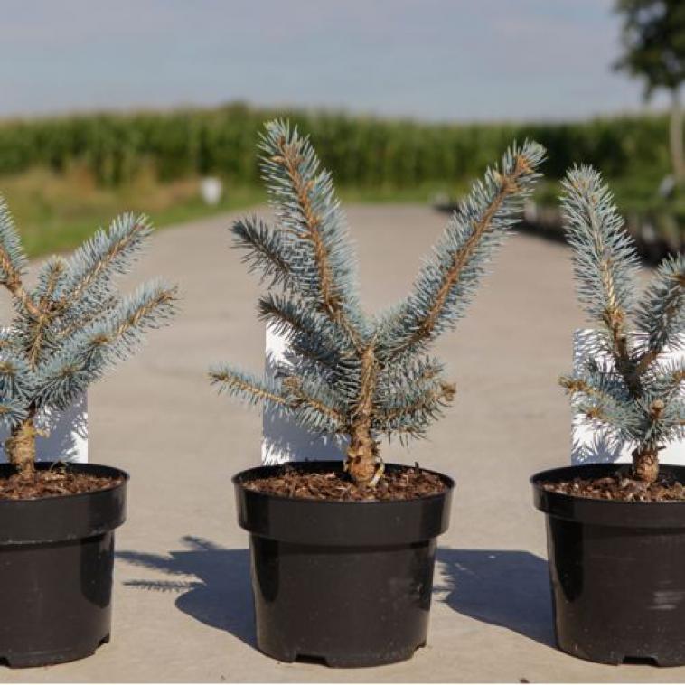Pinus nigra 'Pierrick Brégeon' (PBR) - Immergrun / Garden Center Eshop - photo 12
