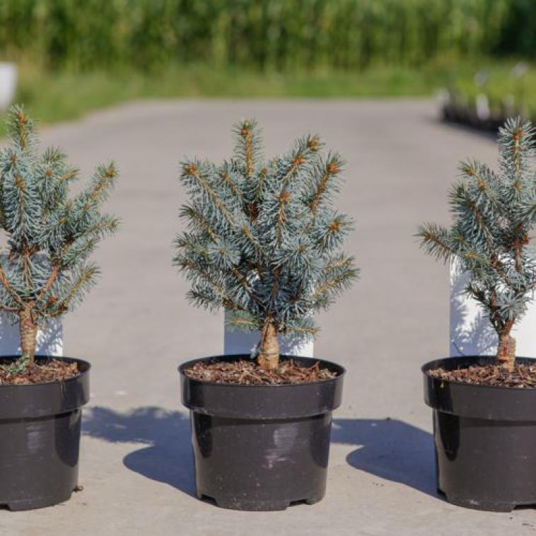 Pinus thunbergii 'Kotobuki' - Immergrun / Garden Center Eshop - photo 11