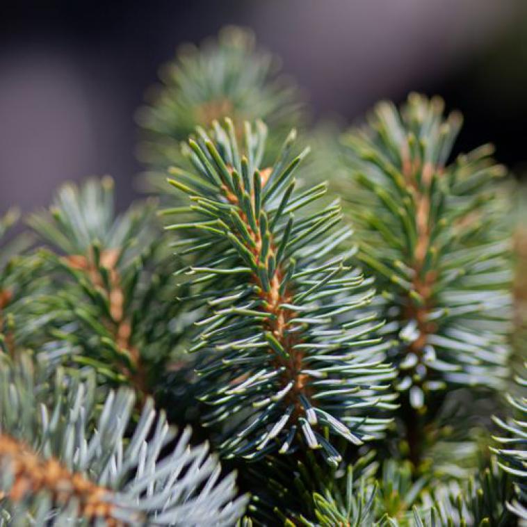 Pinus nigra nigra - Immergrun / Garden Center Eshop - photo 12