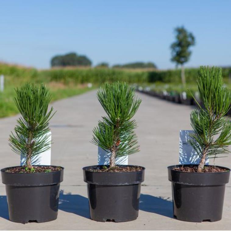 Pinus sylvestris 'Watereri' - Immergrun / Garden Center Eshop - photo 10
