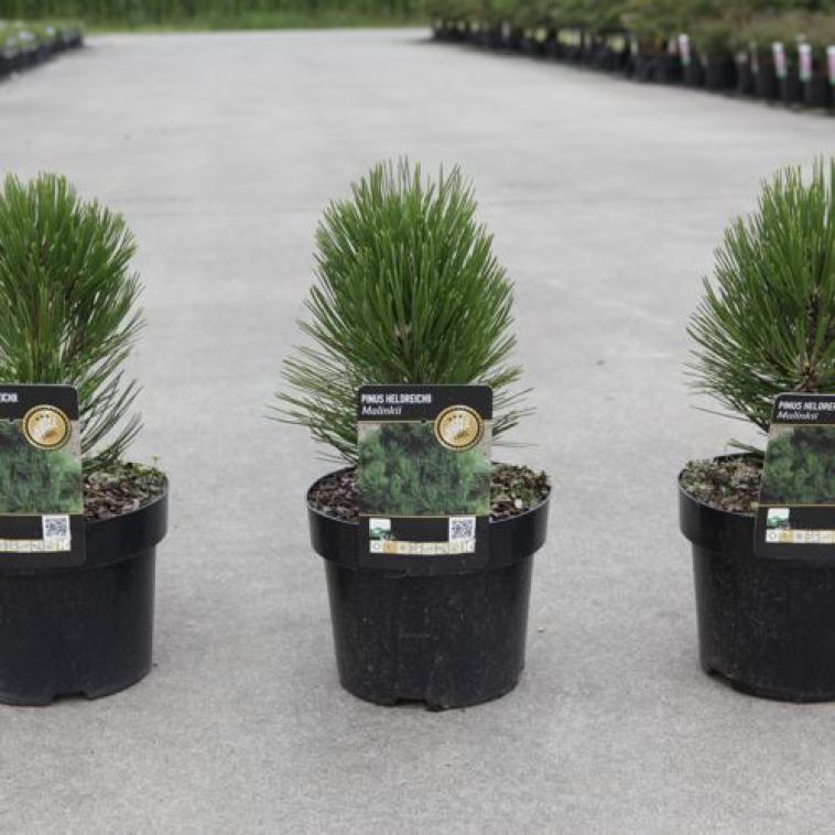 Pinus thunbergii 'Kotobuki' - Immergrun / Garden Center Eshop - photo 10