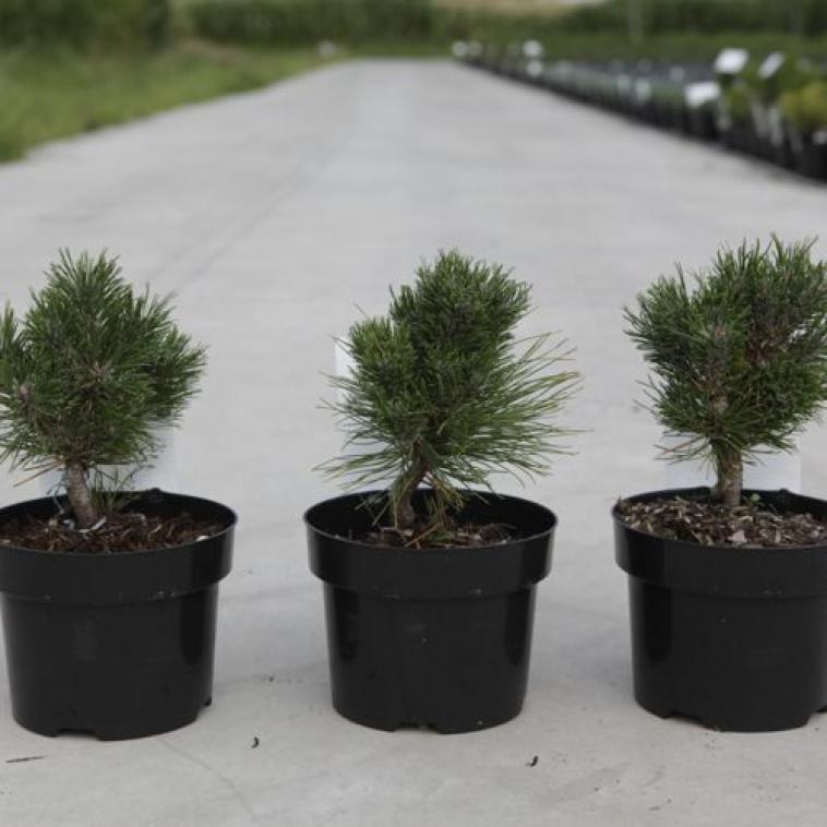 Pinus mugo 'Heideperle' - photo 54