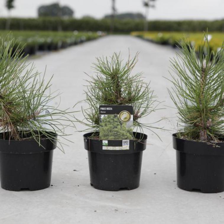 Pinus nigra 'Nana' - Immergrun / Garden Center Eshop - photo 3