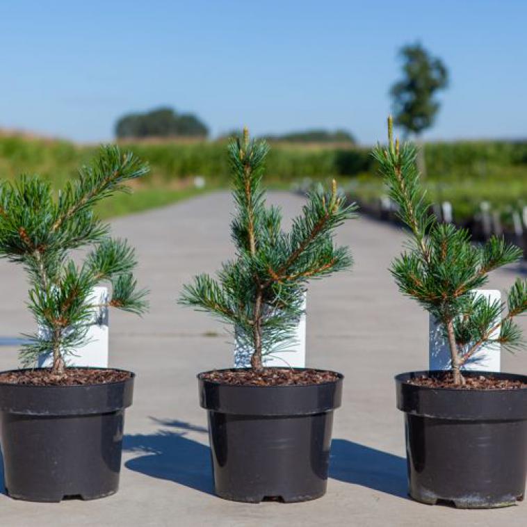 Pinus mugo 'Mops' - Immergrun / Garden Center Eshop - photo 8