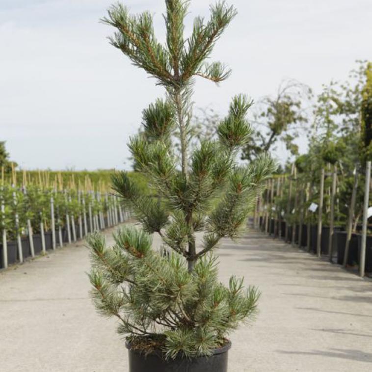 Pinus pumila 'Glauca' - Immergrun / Garden Center Eshop - photo 10