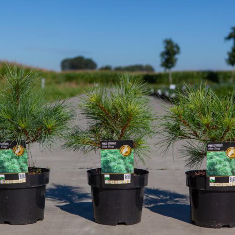Pinus nigra 'Oregon Green' (PBR) - Immergrun / Garden Center Eshop - photo 8