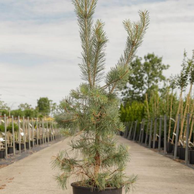 Juniperus chinensis 'Expansa Variegata' - Immergrun / Garden Center Eshop - photo 12