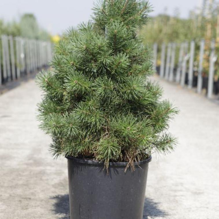 Juniperus chinensis 'Expansa Variegata' - Immergrun / Garden Center Eshop - photo 12