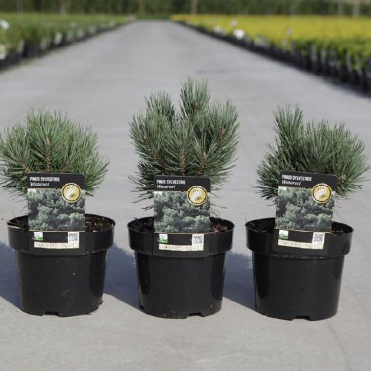 Pinus sylvestris 'Watereri' - Immergrun / Garden Center Eshop - photo 4