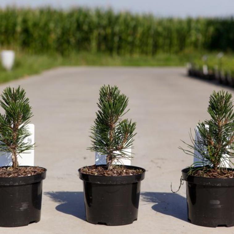 Pinus pumila 'Glauca' - Immergrun / Garden Center Eshop - photo 9