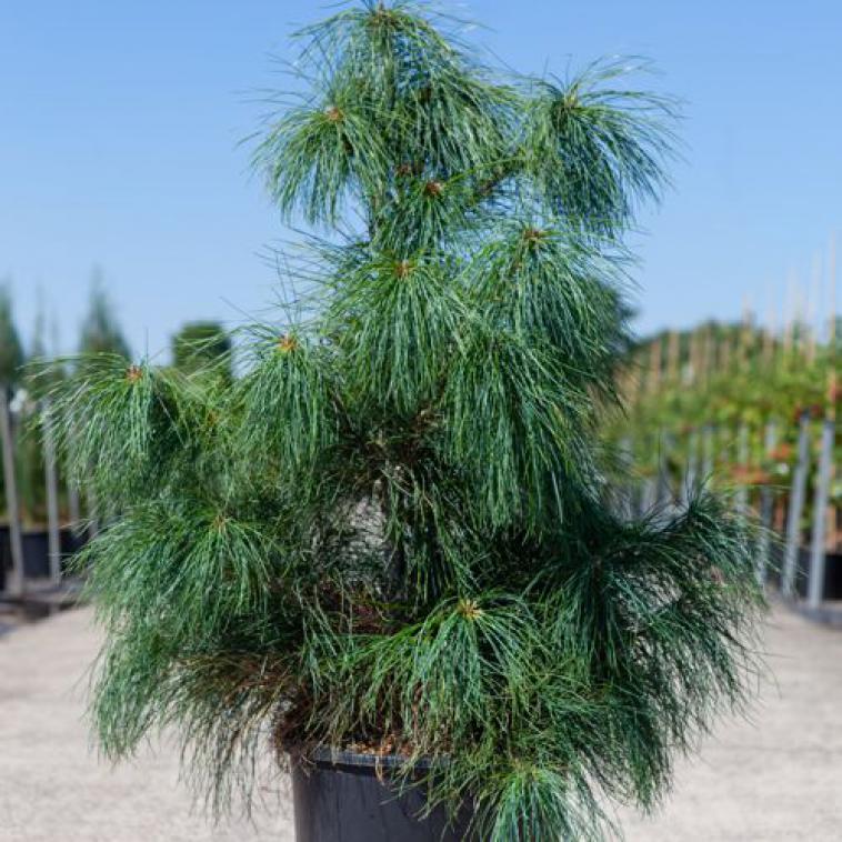 Pinus parviflora 'Negishi' - Immergrun / Garden Center Eshop - photo 7