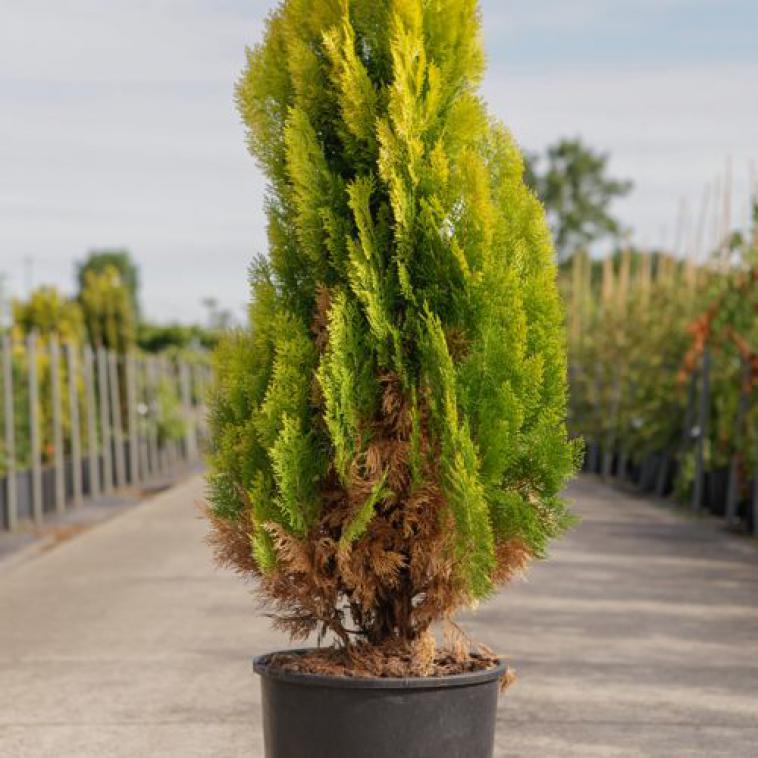 Juniperus sabina 'Variegata' - Immergrun / Garden Center Eshop - photo 9