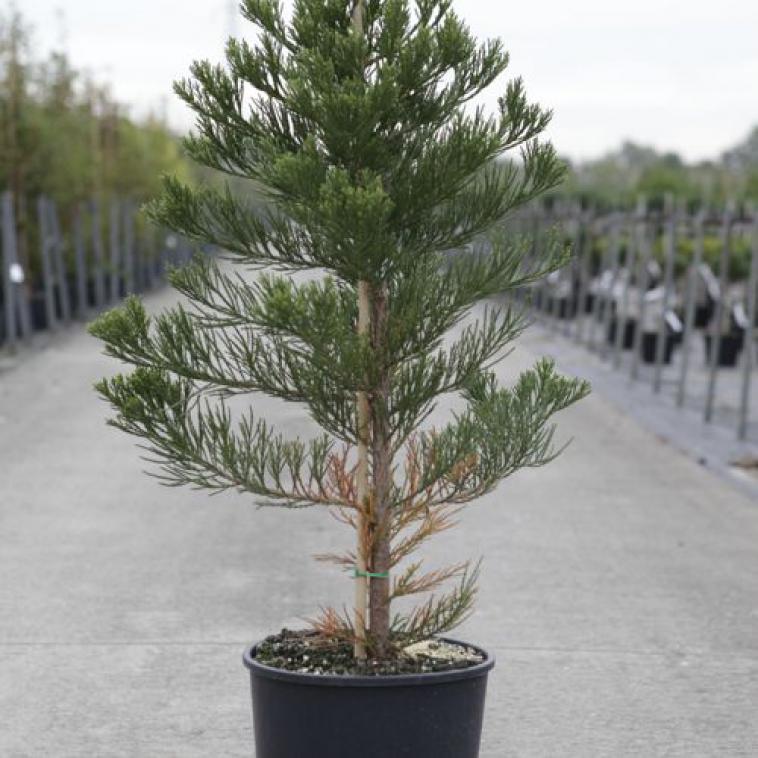 Juniperus squamata TROPICAL BLUE - Immergrun / Garden Center Eshop - photo 10