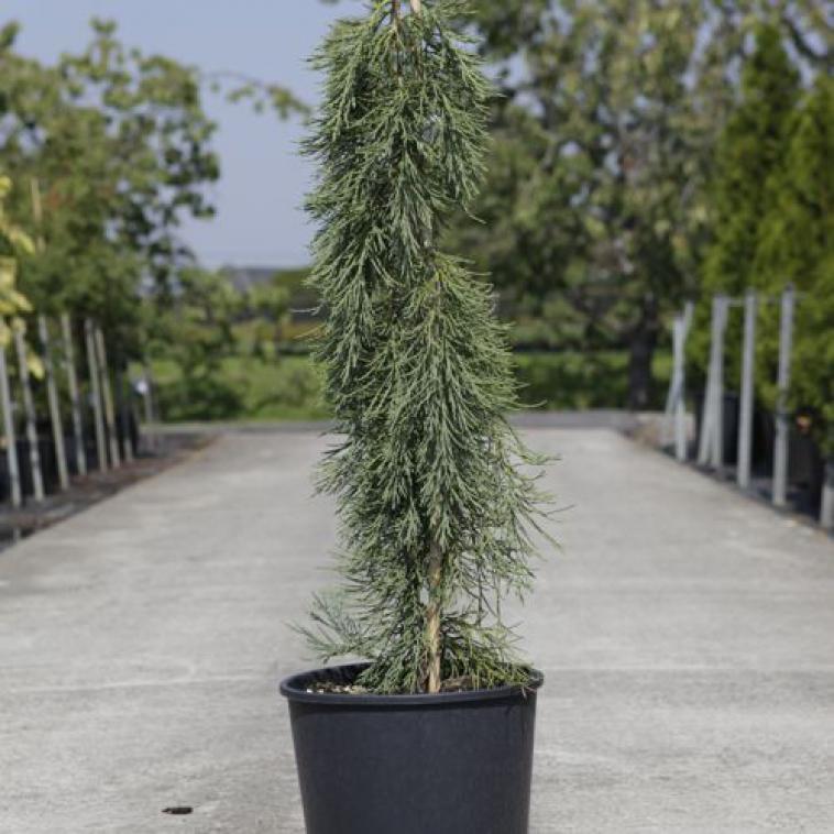 Picea abies 'Wills Zwerg' - Immergrun / Garden Center Eshop - photo 11