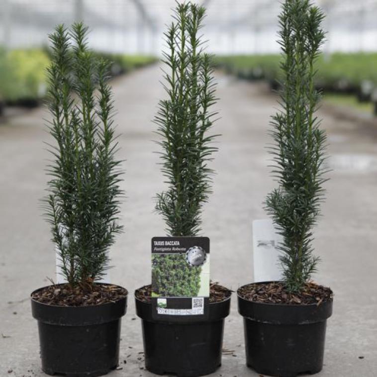 Pinus nigra 'Marie Brégeon' (PBR) - Immergrun / Garden Center Eshop - photo 6