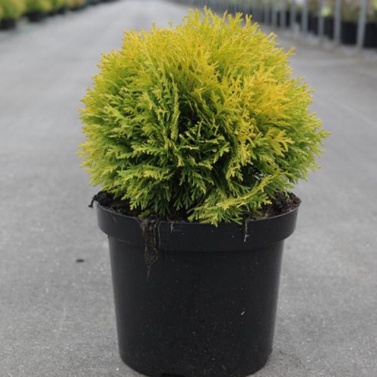 Juniperus chinensis 'Expansa Variegata' - Immergrun / Garden Center Eshop - photo 9