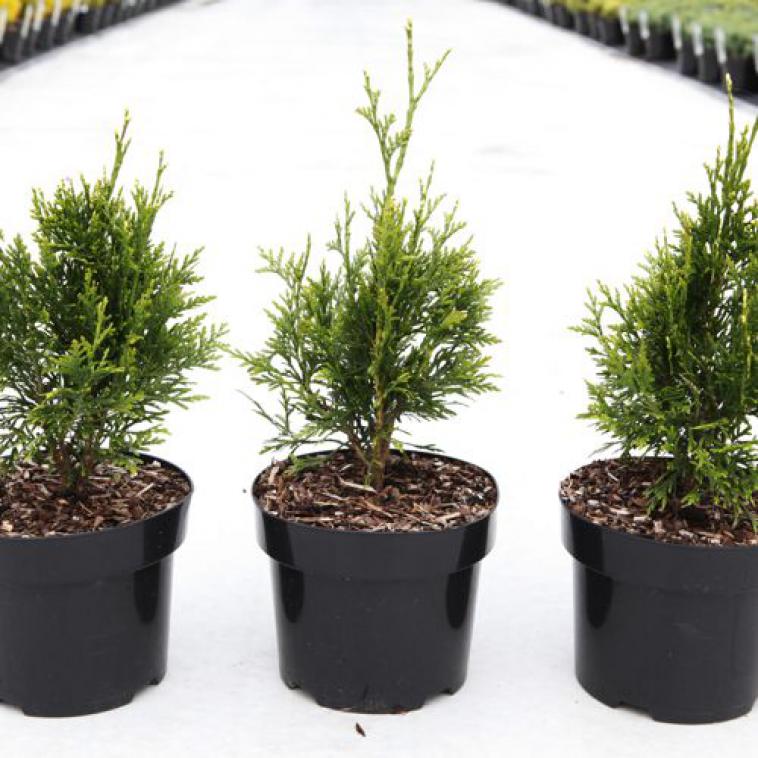 Juniperus chinensis 'Expansa Variegata' - Immergrun / Garden Center Eshop - photo 8