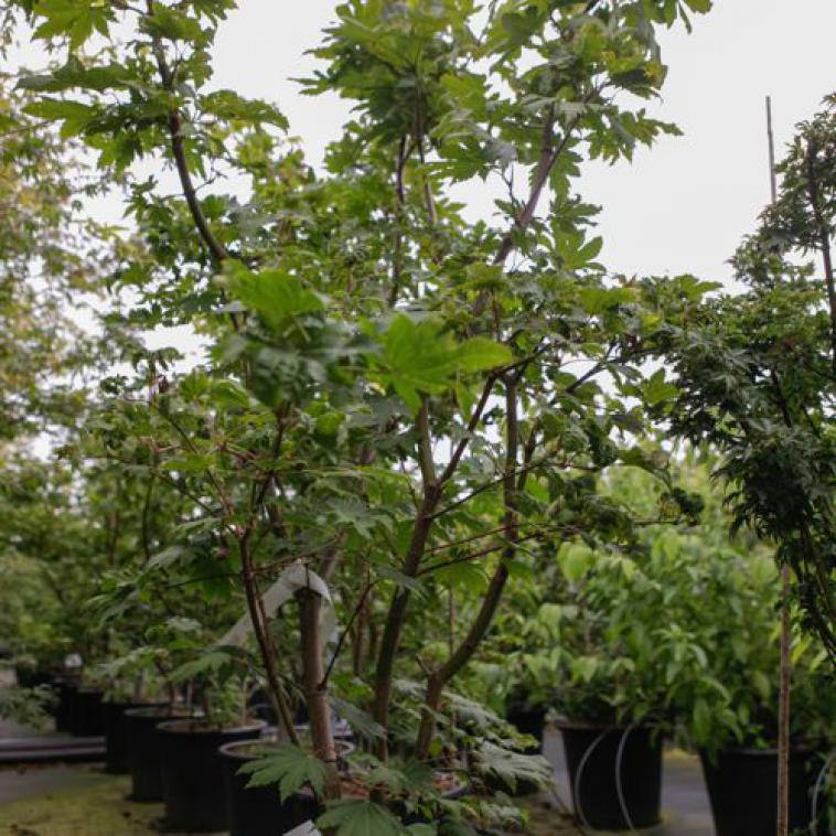 Acer japonicum 'Vitifolium' - Immergrun / Garden Center Eshop - photo 4
