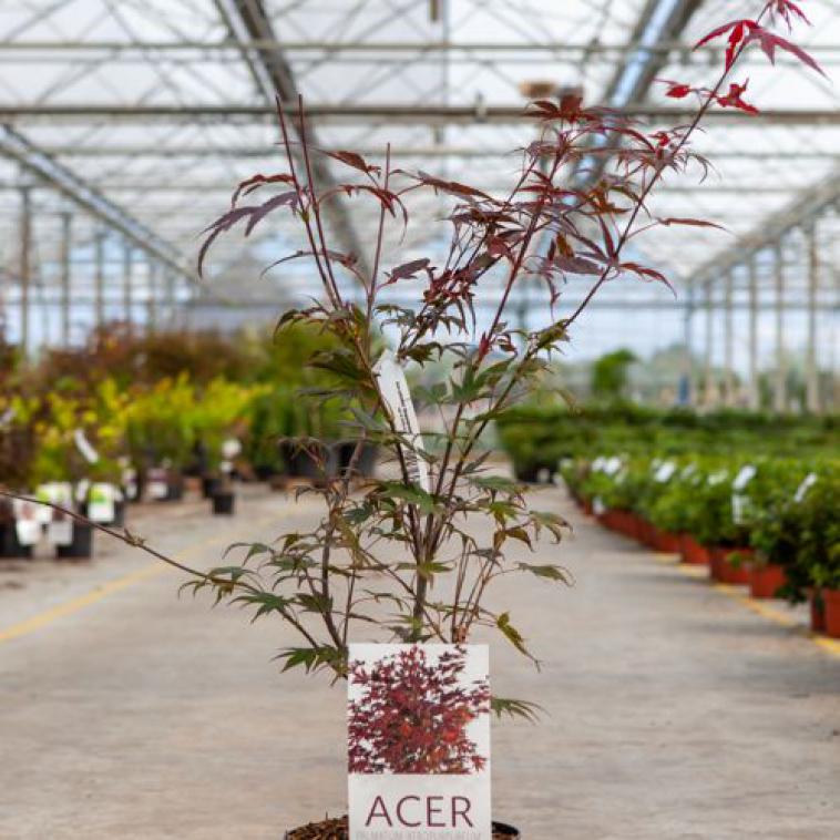Acer palmatum 'Atropurpureum' - Immergrun / Garden Center Eshop - photo 3