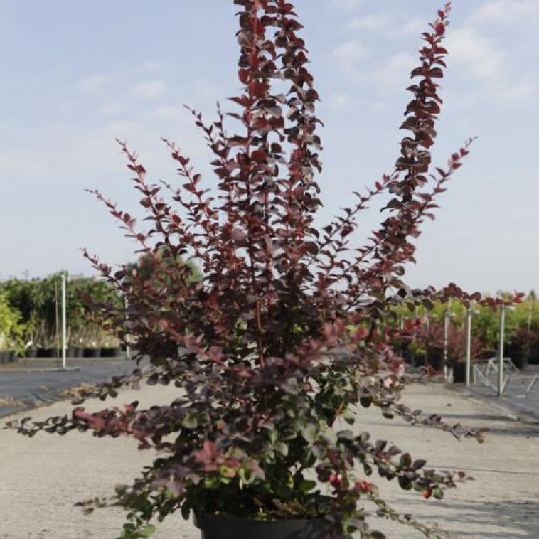 Hydrangea serrata 'Preziosa' - Immergrun / Garden Center Eshop - photo 10