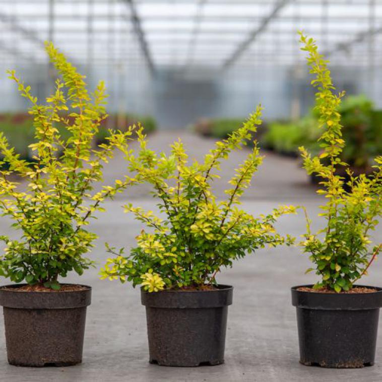 Acer japonicum 'Vitifolium' - Immergrun / Garden Center Eshop - photo 12