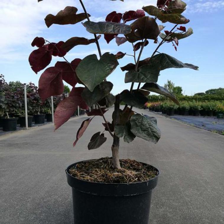Cercis canadensis 'Forest Pansy' - Immergrun / Garden Center Eshop - photo 4