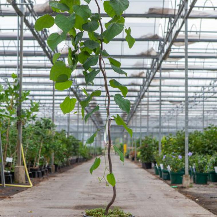 Acer japonicum 'Vitifolium' - Immergrun / Garden Center Eshop - photo 10