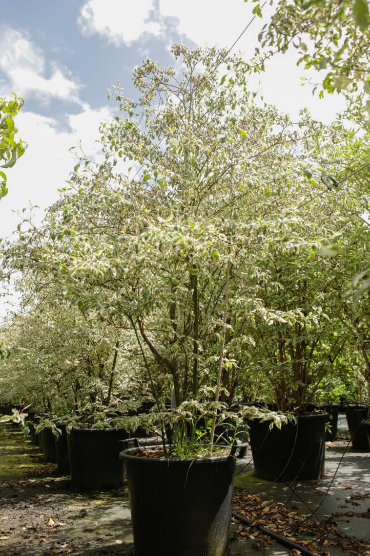 Magnolia 'March Till Frost' - Immergrun / Garden Center Eshop - photo 12