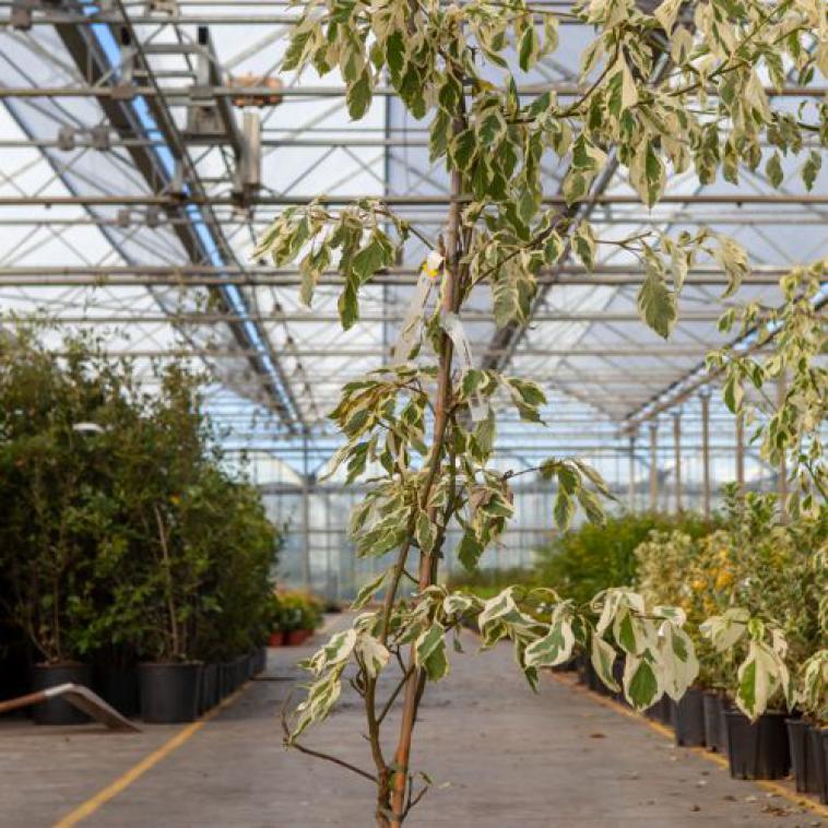 Magnolia soulangeana 'Alba Superba' - Immergrun / Garden Center Eshop - photo 7
