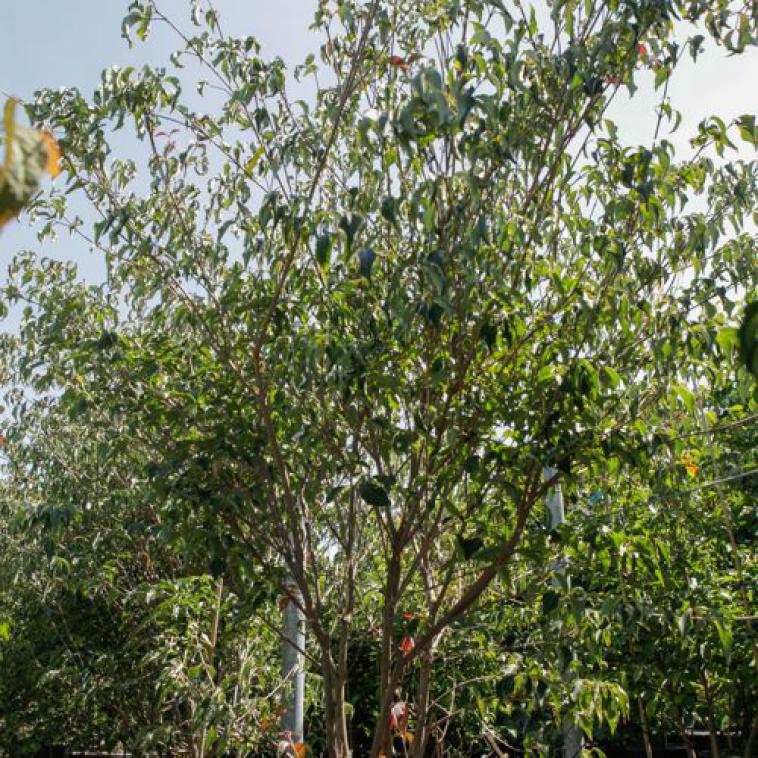Acer palmatum 'Bloodgood' - Immergrun / Garden Center Eshop - photo 8