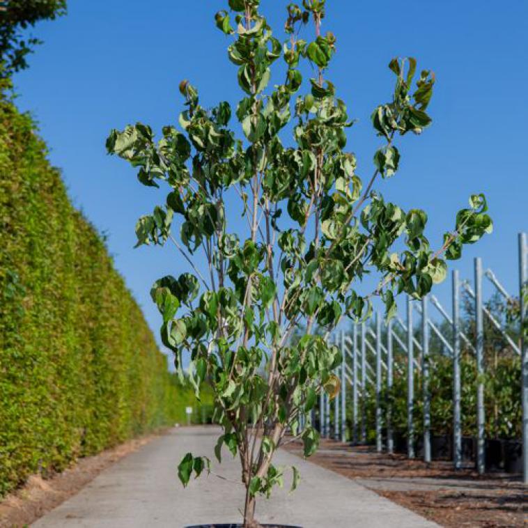 Acer japonicum 'Vitifolium' - photo 61