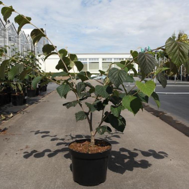 Acer japonicum 'Vitifolium' - Immergrun / Garden Center Eshop - photo 10