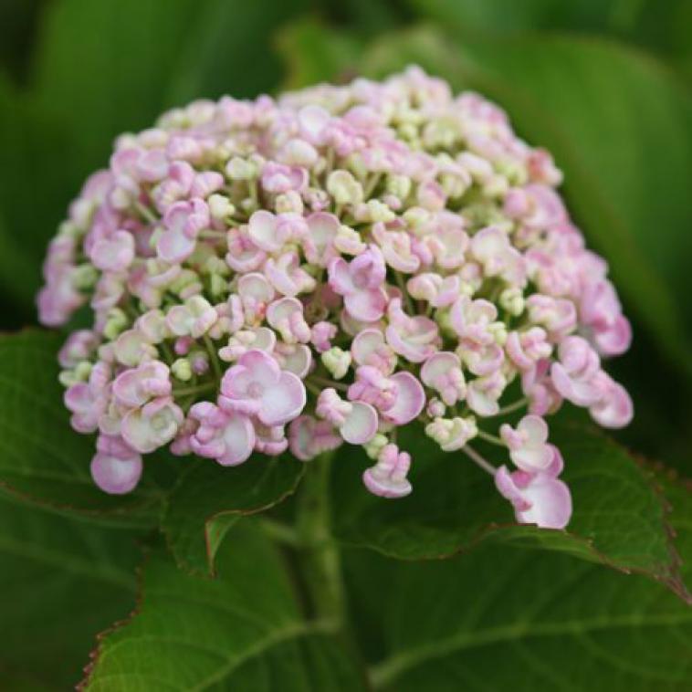 Hydrangea paniculata 'Tickled Pink®' FIRST EDITIONS® - photo 11