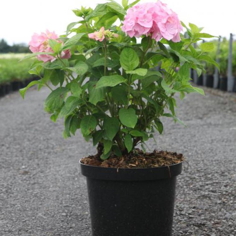 Hydrangea macrophylla 'Bouquet Rose' - Immergrun / Garden Center Eshop - photo 4