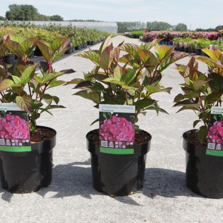 Rhus typhina TIGER EYES® FIRST EDITIONS® (PBR) - photo 10