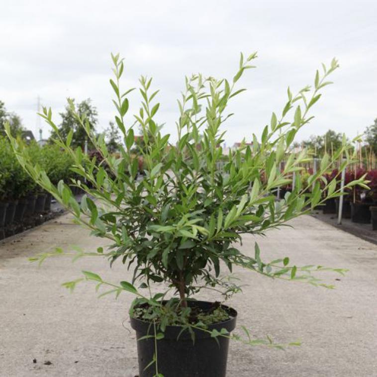 Hydrangea macrophylla Endless Summer® BLOOMSTAR® (PBR) - photo 10