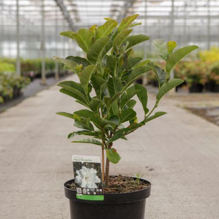 Acer japonicum 'Aconitifolium' - Immergrun / Garden Center Eshop - photo 11