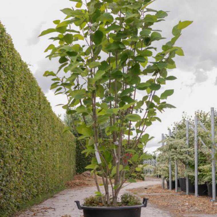Hydrangea arborescens SWEET ANNABELLE Proven Winners® (PBR) - photo 8