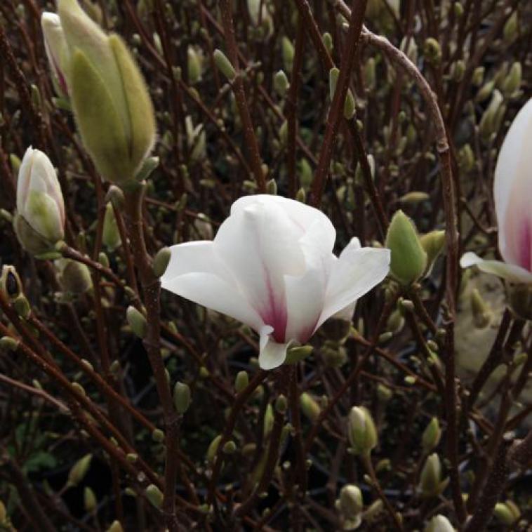 Magnolia soulangeana 'Alba Superba' - Immergrun / Garden Center Eshop - photo 4