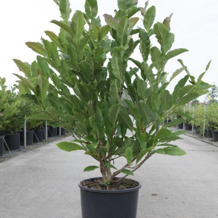 Magnolia soulangeana 'Alba Superba' - Immergrun / Garden Center Eshop - photo 10