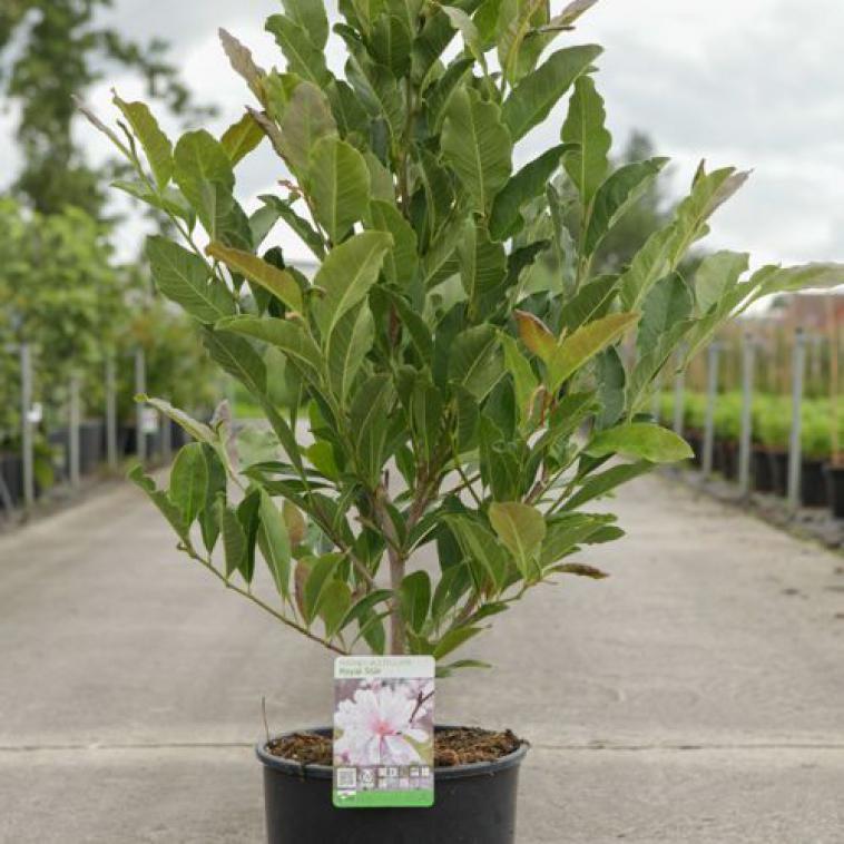Hydrangea paniculata DIAMANTINO (PBR) - Immergrun / Garden Center Eshop - photo 11