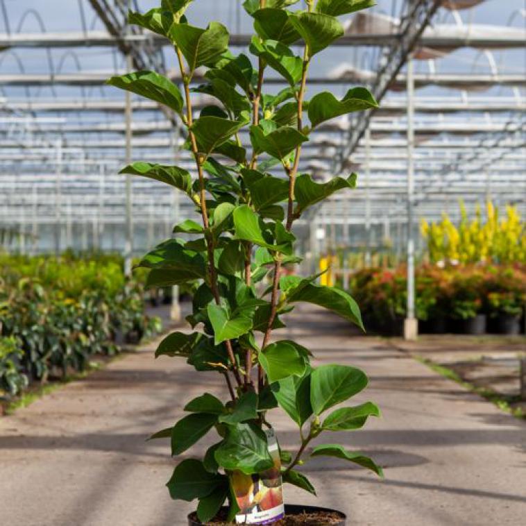 Acer platanoides 'Drummondii' - Immergrun / Garden Center Eshop - photo 6