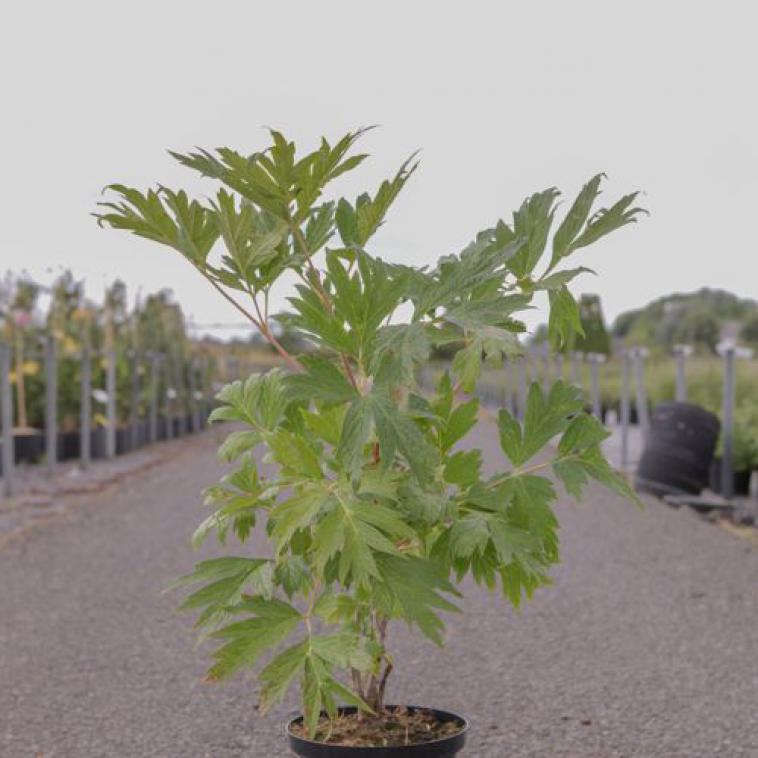 Hydrangea arborescens CANDYBELLE® BUBBLEGUM (PBR) - photo 9