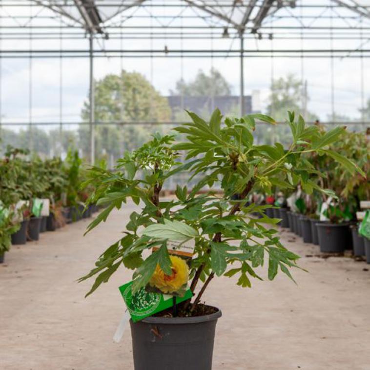 Hydrangea arborescens 'Lime Rickey®' Proven Winners® - photo 9