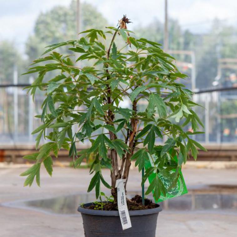 Clethra alnifolia 'Vanilla Spice®' - Immergrun / Garden Center Eshop - photo 9