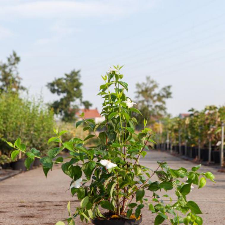 Acer japonicum 'Vitifolium' - Immergrun / Garden Center Eshop - photo 9