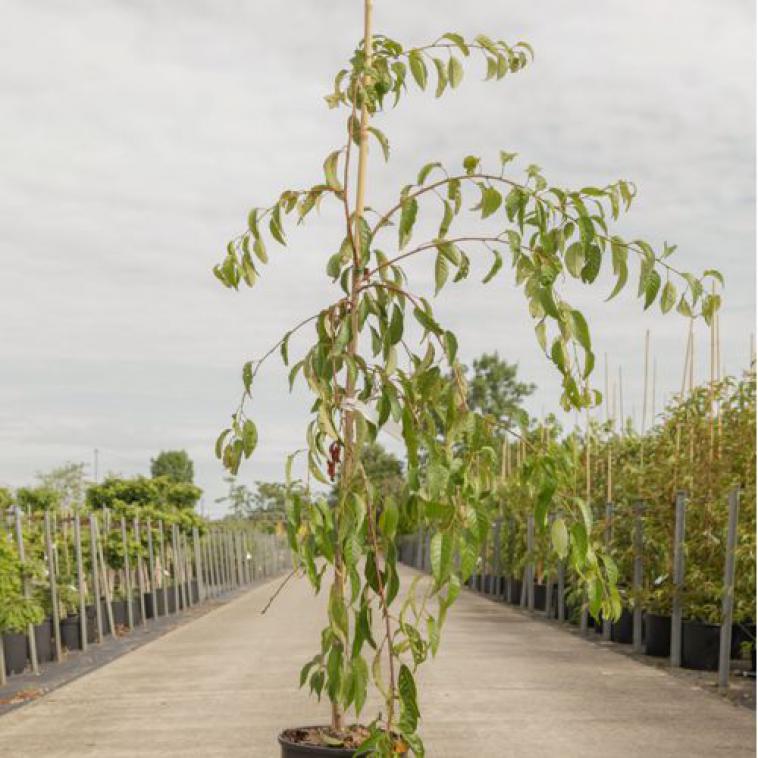 Acer palmatum 'Dissectum' - Immergrun / Garden Center Eshop - photo 7