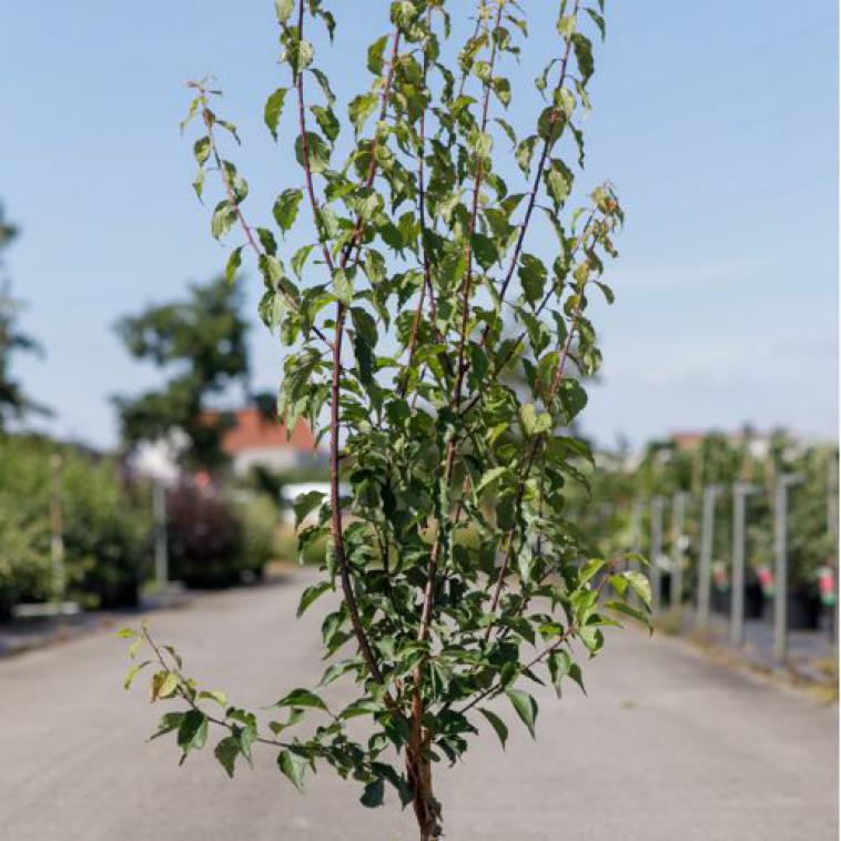Hydrangea paniculata DIAMANTINO (PBR) - Immergrun / Garden Center Eshop - photo 6